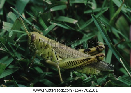 Short Horned Grasshopper (Caelifera) Insect