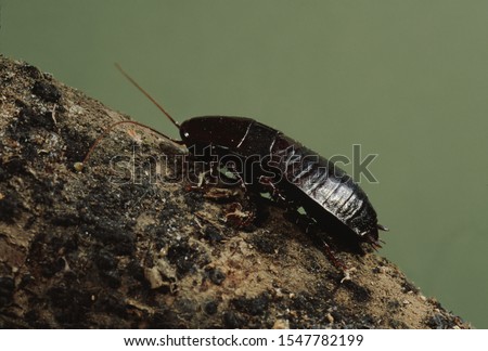 Oriental Cockroach (Blattidae) Insect Roach