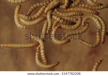 Mealworm Beetle Larva (Tenebrio Molitor)
