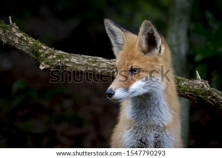 A cute fox with a sly facial expression near a tree branch in the forest