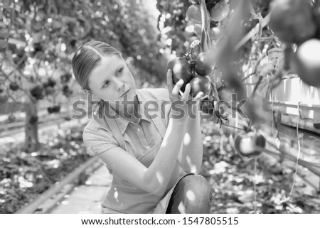 Black and white photo of female farmer picking tomatoes in greenhouse