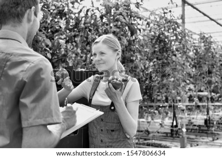 Black and white photo of Female farmer showing tomatoes while supervisor writing report