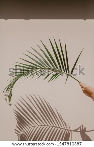 hand holds a graceful green branch of the Howea palm tree. She gives an original shadow on the wall.
