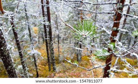 Beautiful and colorful scenery of snow and autumn forest in middle of Finland. Red and orange blueberry leaves contrast with green pine tree and some snow.  It looks like a fairy tail.