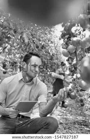 Black and white photo of supervisor examining tomatoes while using digital tablet in greenhouse