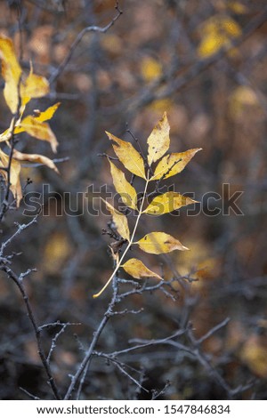 Autumn leaves with brown yellow colors background