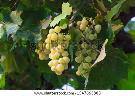 Bunch of grapes on the vine with green leaves