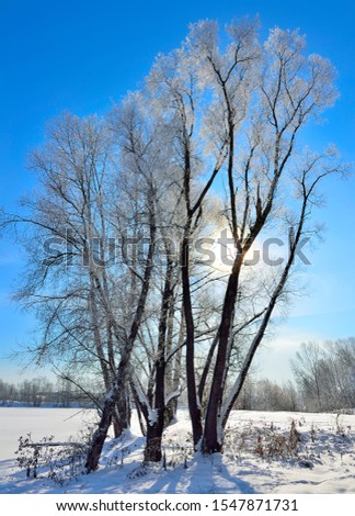 Bright frosty winter sun behind bare tree branches with hoarfrost covered - frozen snowy wonderland at sunlight on a blue sky background - wintry landscape with joyful mood