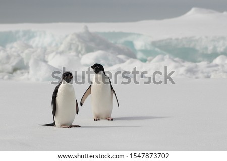Two Adele Penguins Standing on the Snow with Snowy Hills in the Background at the South Pole Antarctic Peninsula
