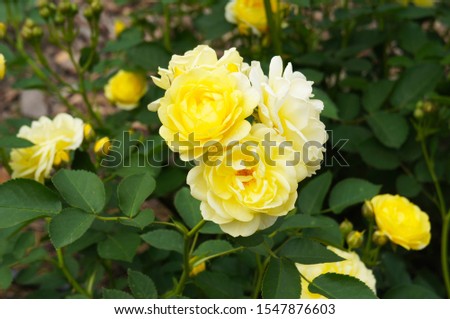 Rose floribunda shrub with yellow flowers 