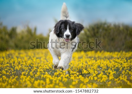 landseer dog pure breed ect newfoundland family