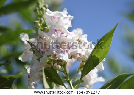 a chitalpa tree with white flowers 0498