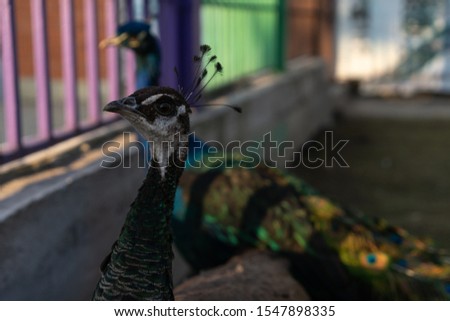 Peacock in a zoo cage