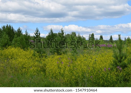 Flower meadow and forest landscape background.
