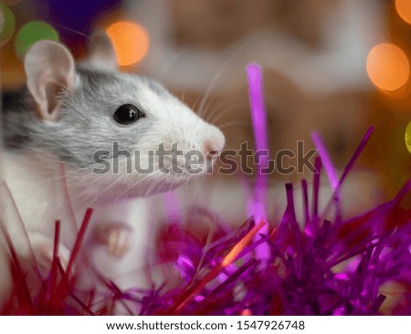 New Year's white rat. Christmas rat on the background of blurry lights and shooting fireworks. Christmas Rat