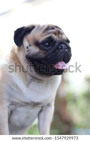 Pictures of pug dogs and blur the background