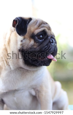 Pictures of pug dogs and blur the background
