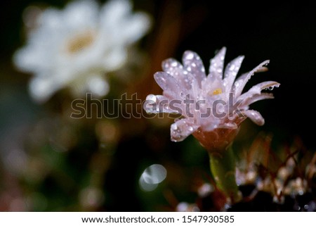 close up Cactus flower with drop of water