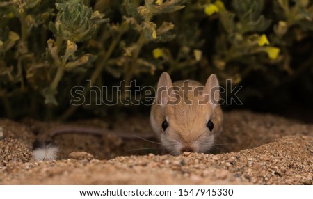 Gerbil is a kangaroo-like but small animal
