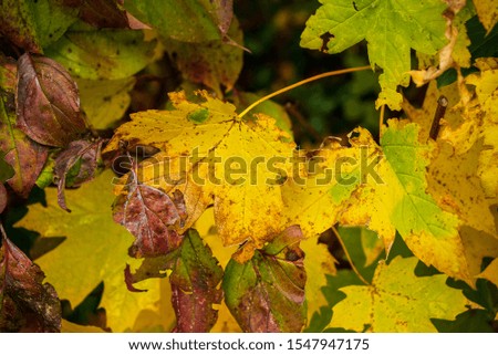 Close up of maple tree leaves in a garden