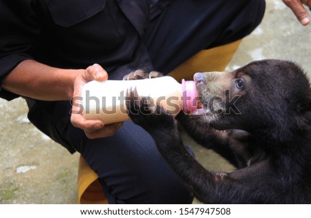 Sun bear cubs who drink milk from a bottle are assisted by officers from the Riau Natural Resources Conservation Center, Indonesia.