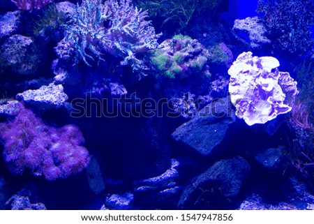Coral in the water. Decor for fish in the aquarium.