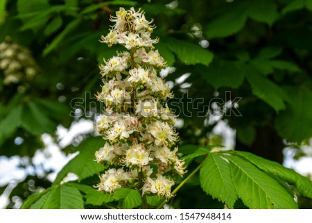 Close-up of flowering European horse-chestnut (aesculus hippocastanum), picture from Kempten Germany.