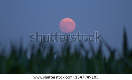 
East priest over a cornfield
