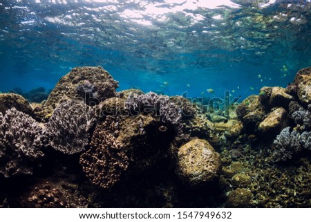 Underwater scene with corals, fish, rocks and sun rays. Tropical blue sea