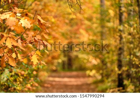 Background with beautiful autumn leaves in front of an autumnal footpath through a forest in October in Franconia, Germany