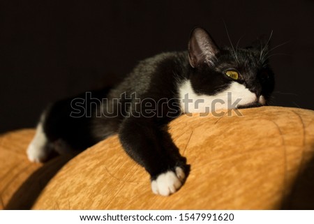 Black and white cat closeup lies on a yellow sofa and squints at the sun. The pet is sleeping. Black background.