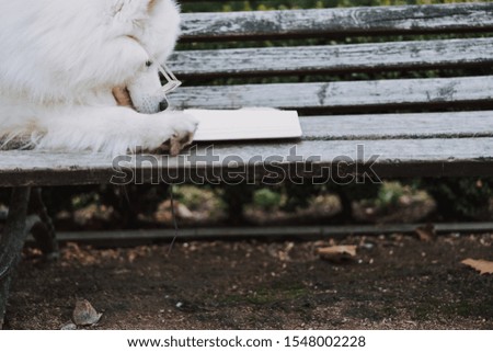 Pedigree cute dog spending time in park stock photo