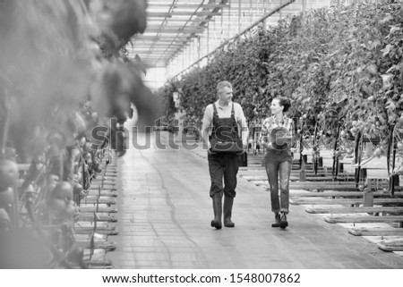 Black and white photo of Senior farmer picking tomatoes while young female supervisor writing report