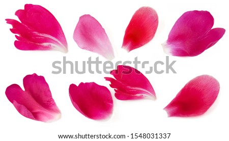 red and pink peony petals set isolated on white background set