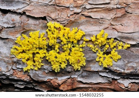 Yellow slime mold on fallen leaf. Royalty-Free Stock Photo #1548032255