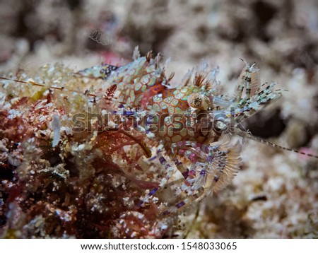 Common marbled shrimp, Marmorgarnele (Saron marmoratus)