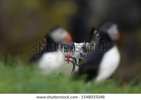 Atlantic puffin also know as common puffin is a species of seabird in the auk family. at Iceland, Atlantic puffin with sand eels in its beak, flying, feeding, and perched on a rock,