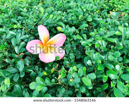 The beautiful mix colors plumeria flower on green background.
