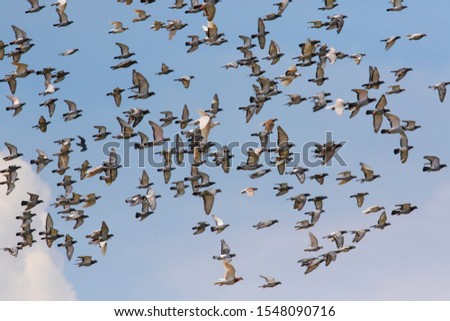 flock of homing pigeon flying against clear blue sky
