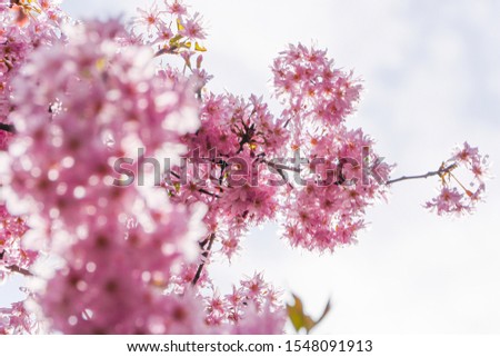 Cherry tree branch blossoming in pink colour. Low angle view. 