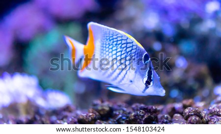 Marine fish in blurry background