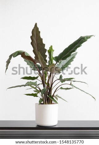 beautiful large house plant Alocasia Lauterbachiana in a white container on a black table Royalty-Free Stock Photo #1548135770