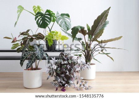 Light living room with indoor plants collection and a modern black table on a wooden floor, plant table Royalty-Free Stock Photo #1548135776