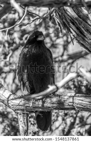 Raven in pinyon tree in canyon