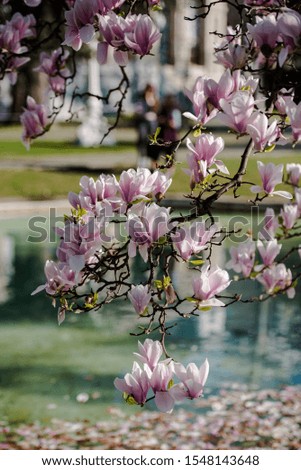 Magnolia trees heralding spring and a beautiful trip.