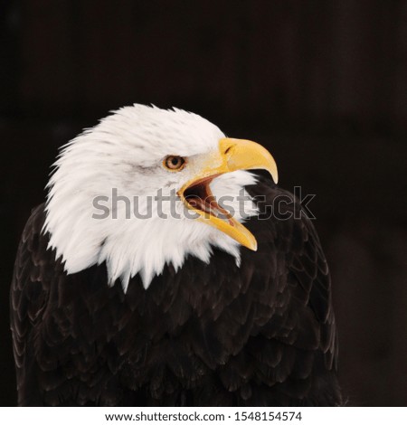 proudly eagle on dark background