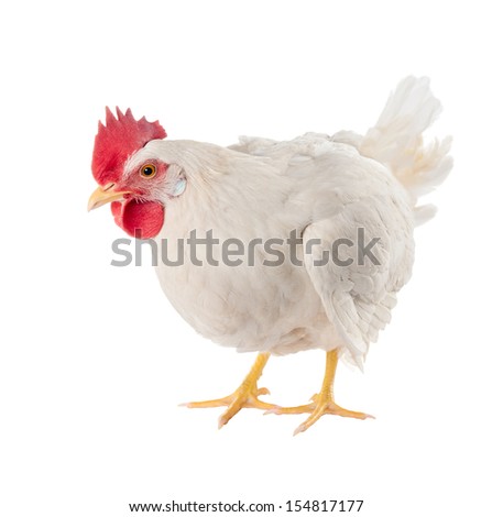A hen is a laying hen of white color. With a large comb.  Royalty-Free Stock Photo #154817177