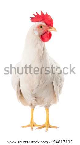 A hen is a laying hen of white color. With a large comb.  Royalty-Free Stock Photo #154817195