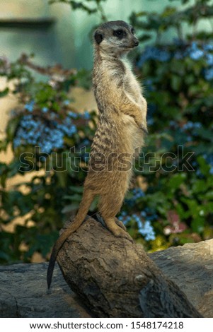 The meerkat inhabits the rocky and sandy areas of southwest Africa. The meerkat uses long claws to dig up the lair and food. When standing on two paws, it is supported by a long tail.