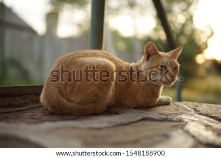 Ginger cat relaxed in the summer yard. Relaxing pet portrait on the stone floor